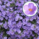 Bild von Bacopa P12 Blue